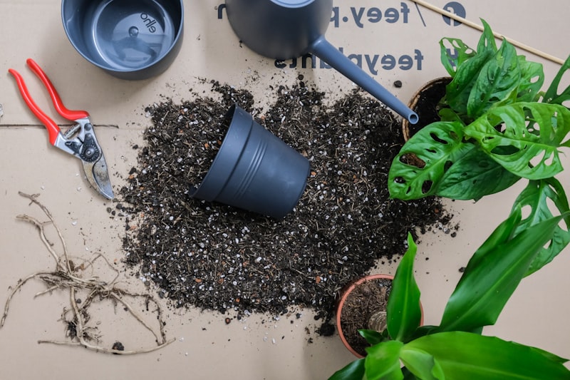 Potted plant with soil and gardening tools